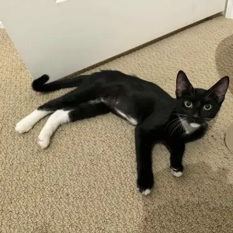 Stella photo 3