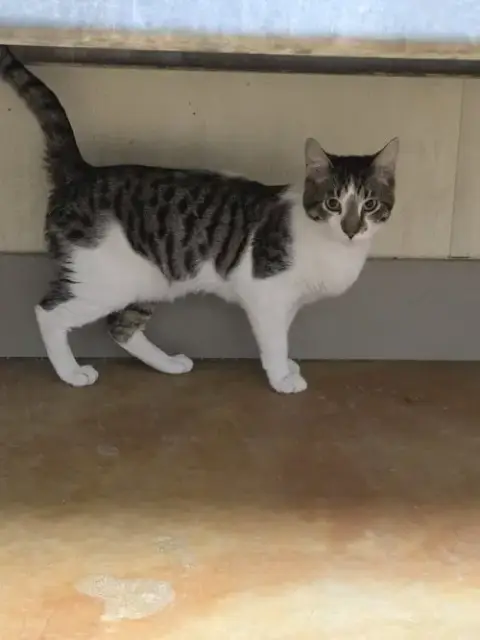Ziggy photo 5