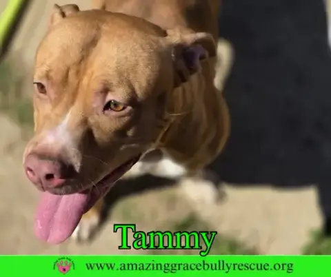 Tammy photo 4