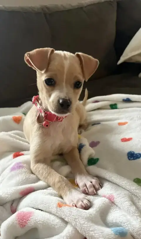 Butters