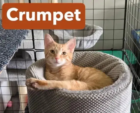 Crumpet