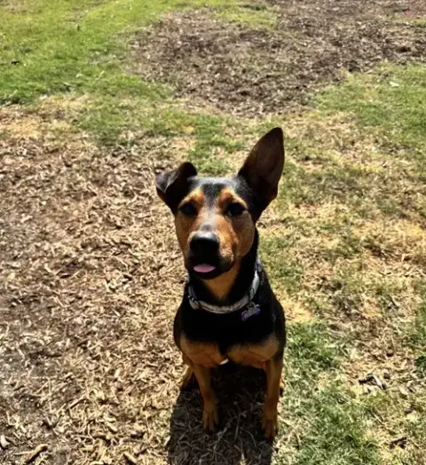 Ziggy photo 5