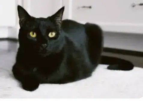 Halle Berry ~Bonded With  Adele~ Shop Cats