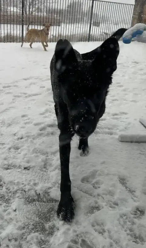 Onyx photo 3