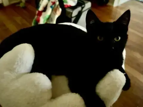 Zora photo 3