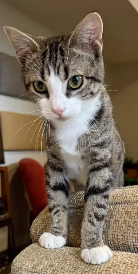 Elara