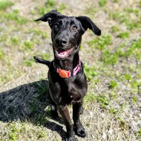 Zelda