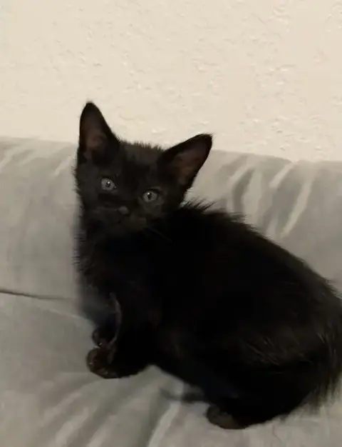 Meow Mix