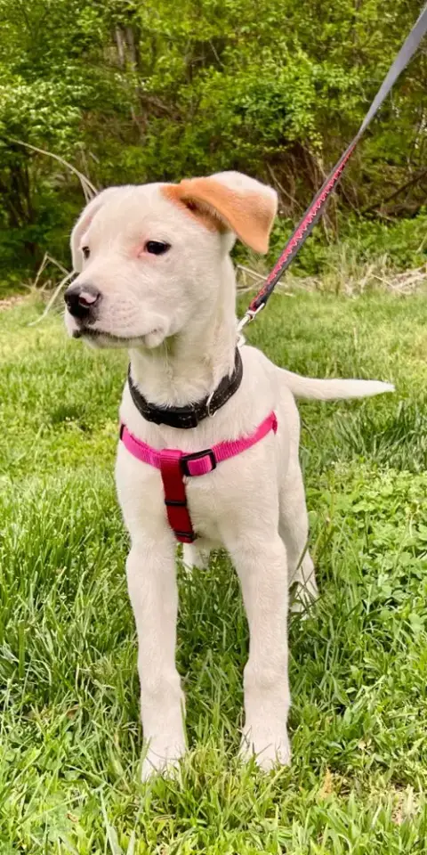 Luna photo 3