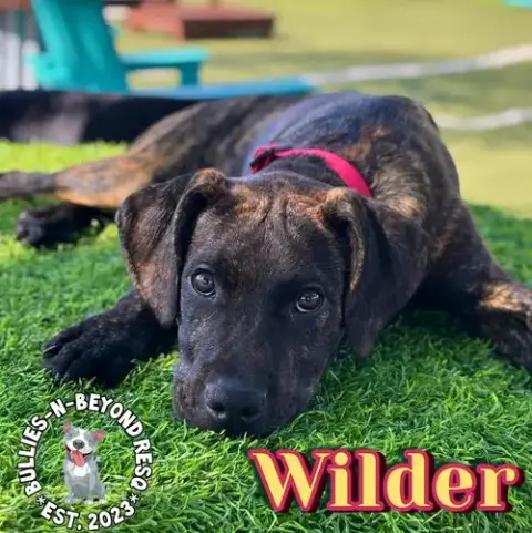 Cottagecore Litter: Wilder