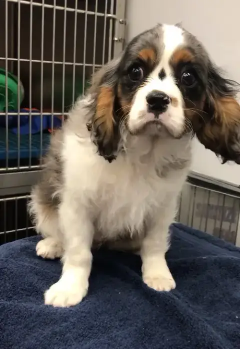 Harvey