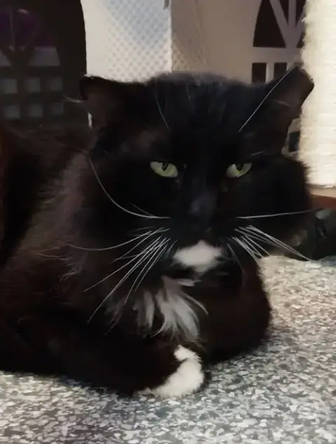 Floofy Cedeno * In Foster *