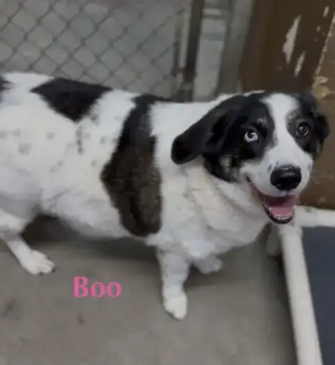 Boo