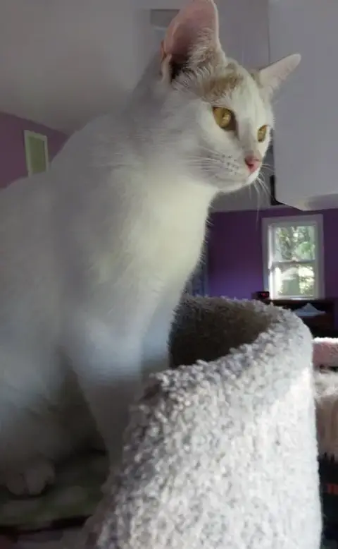 Layla * In Foster * photo 2