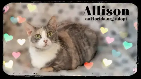 Allison photo 2