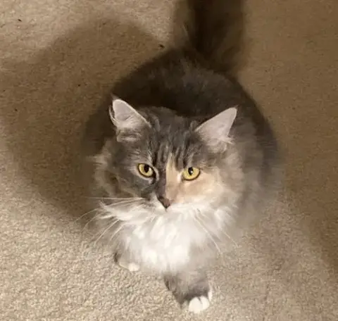 Maeve