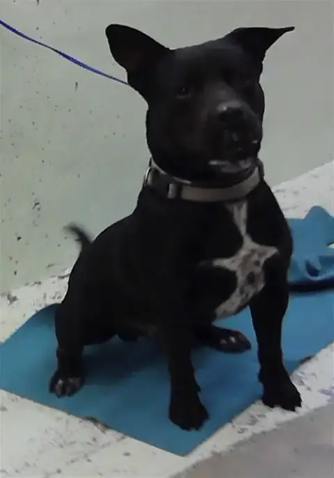 Benito