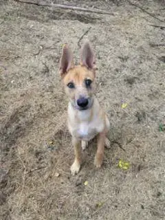 Apollo photo 2