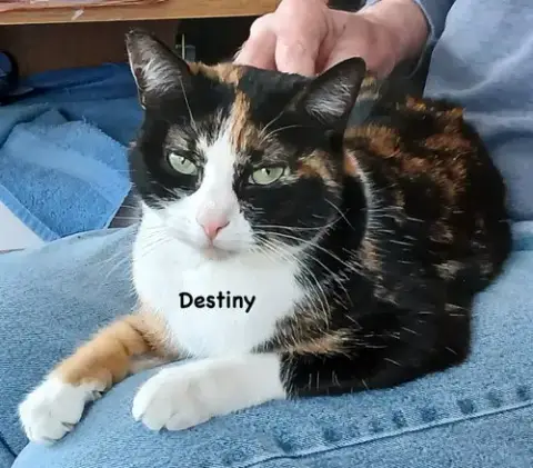 Destiny photo 2