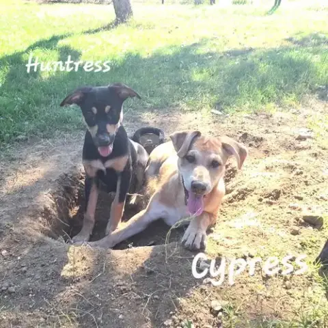 Cypress Dd photo 3