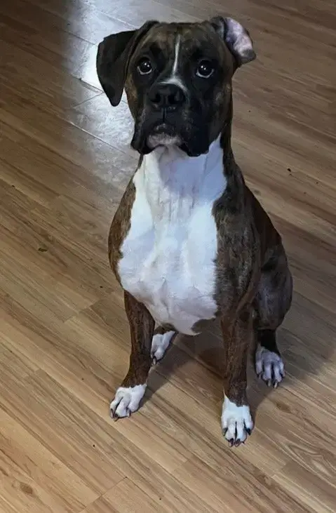 Dewey *Adoption Pending* photo 3