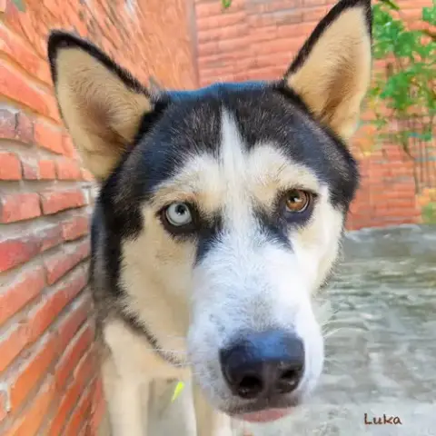 Luka photo 4
