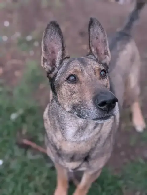 Zaxby photo 3