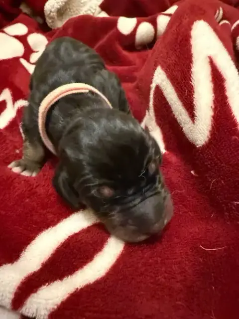 Hazel Pup Maple photo 4