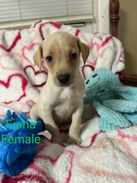 Fiona