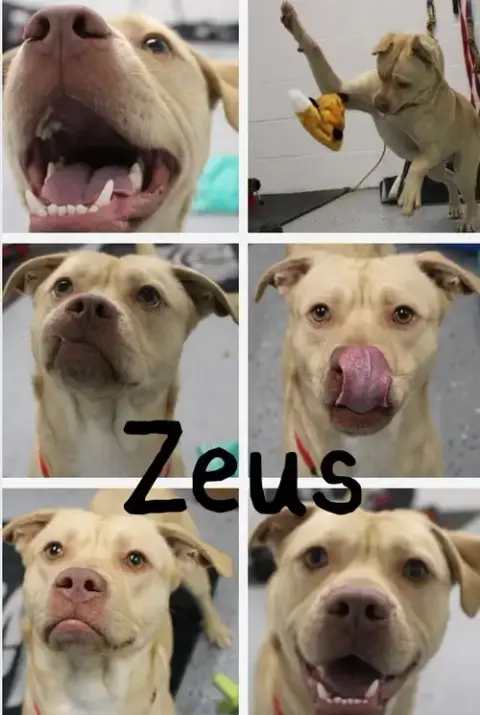 Zeus