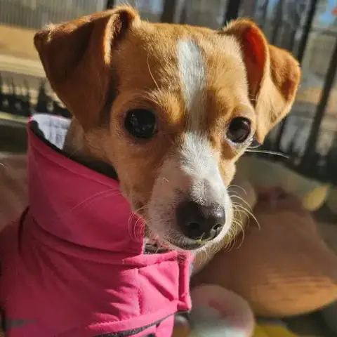 Dolly