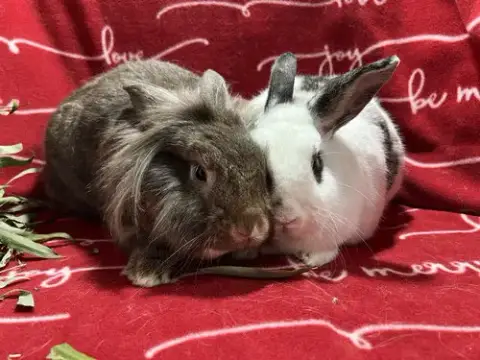 Gigi And Prince
