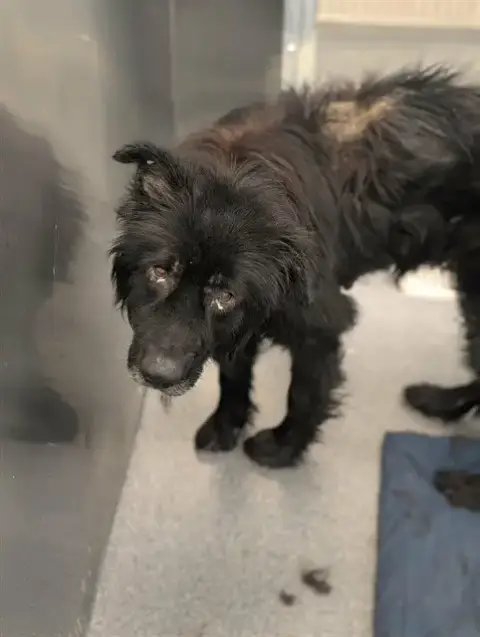 Adopter Moses