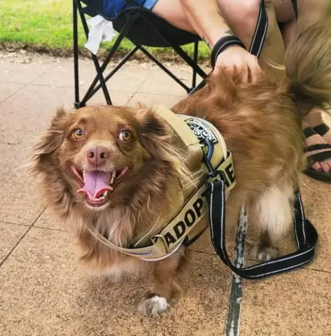 Rex