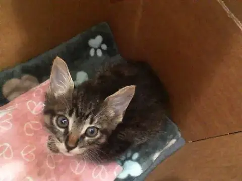 Penelope