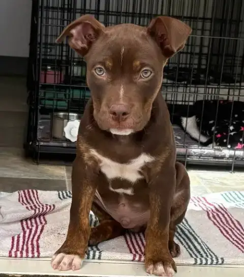 Knox