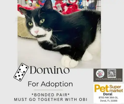 Obi And Domino photo 4