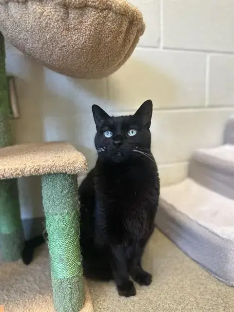 Oliver
