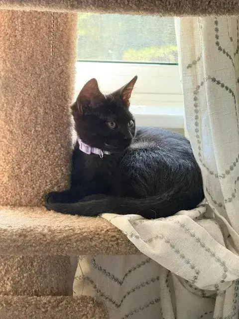 Echo