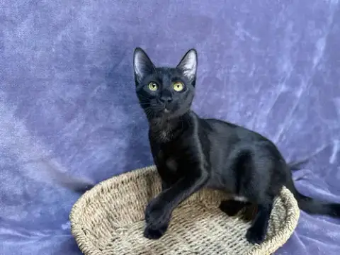 Onyx
