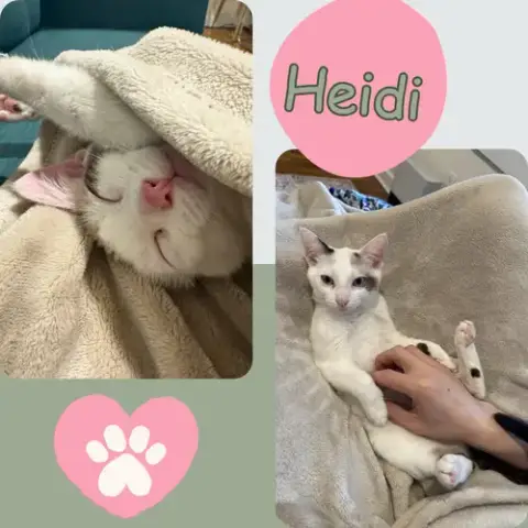 Heidi photo 2