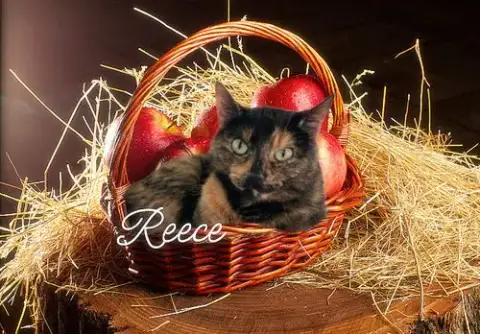Reece