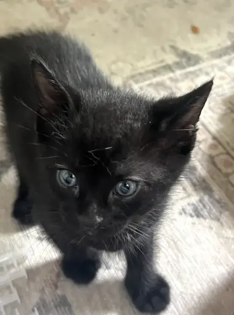 Momma Honey'S Litter: Pumpernickel photo 4
