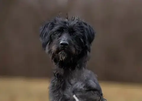 Hagrid