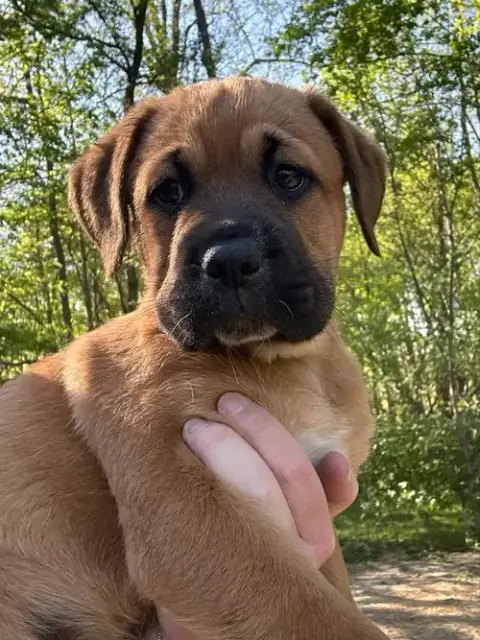 Coco Pups