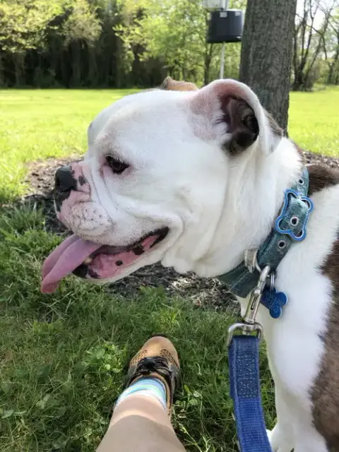 Daisy Mae photo 4