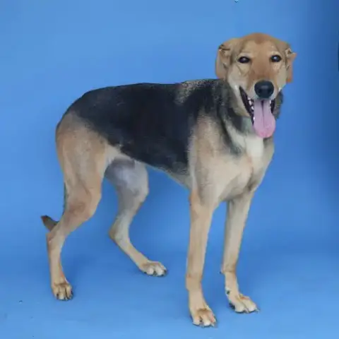 Luna photo 2