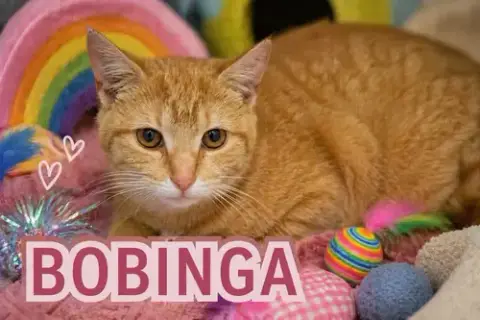 Bobinga