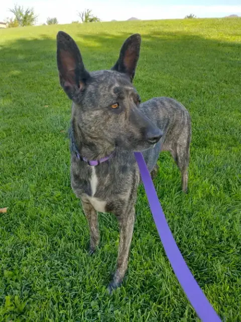 Cleo-Patra-Got Long Term Foster! photo 3