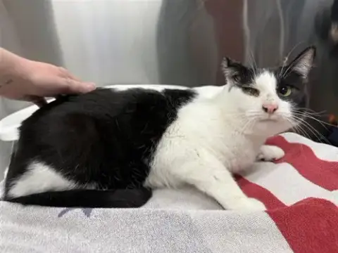 Oreo
